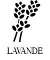 lavande
